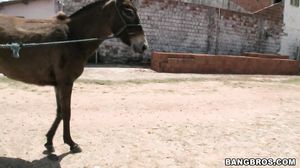 Viviane Melo - Donkeys & Brazilian Chicks