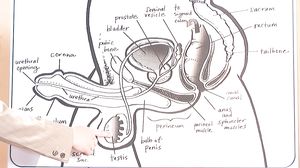 Expert.Guide.To.Fellatio.XXX.720p.WEBRiP.MP4-GUSH