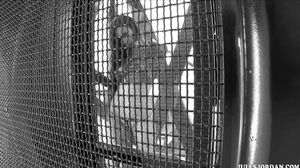 Amy Ried Interracial Black Cock Fiend