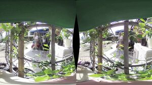 Pristine Edge - Peeping Tom