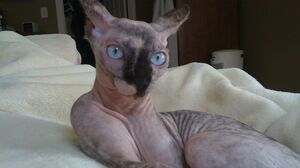 Petite Teen with a Meaty Pussy Swallows a Thick Cock