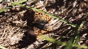 Missy - Wind Of Change