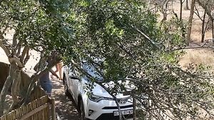 Angel Emily - Sex Friends Safari - Scene 1