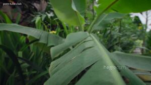 Clover - Captured in Bali