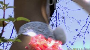 Angel Dark - East of Easter