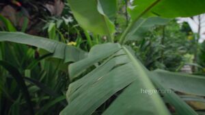 Hegre - Clover Captured In Bali