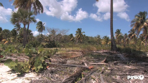 Angelina Black Tropical Climax