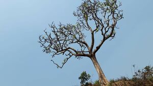 Didi Jija Aur Saali Anal Threesome Sex Uncut