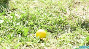 Skinny Spinner Golf Slut Geisha Kyd Slammed in Broad Daylight by Coach