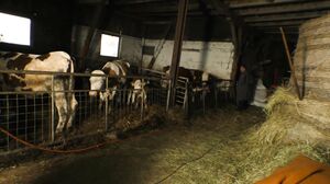 MagmaFilm - Stable Sex