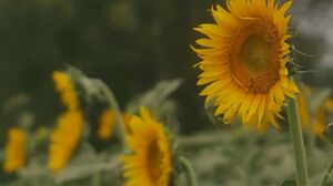 CJOD-346 Two Voluptuous MILFS and a Fuck Fest Part 1