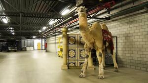 Tina bouwt de Spanning op - VurigVlaanderen-Meiden