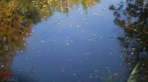 Cherry Grace - Public Creampie In The City Park