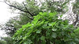 723GGH-004 Tomomi D Cup (27) Do Maso Celebrity Instagra