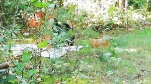 Andre Love - Caught A Red Fox In The Forest And Finishe 2