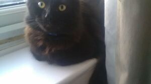 Extremely sexy Asian bombshell Polly Pons fucked in pierced pink & asshole GP1125