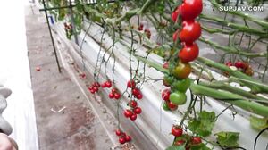 Full appearance! ! Limited price for today only 2980pt