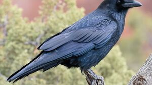 Sasha Rose, Shalina Devine, Kinuski - Naughty Girls Weekend Getaway - Part 2 GP1616