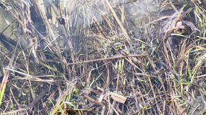 Remlic - PornHub no.01