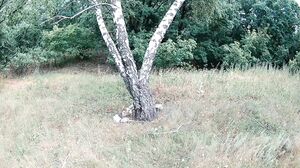 TabooRoom - Sex in the Forest - With a Tabooroom