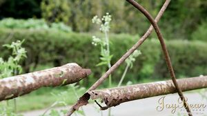 Educating Reeves - Reeves Visits Caroline