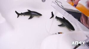 Maddy Mckenzie - 10 Pouces Dans Une Etudiante