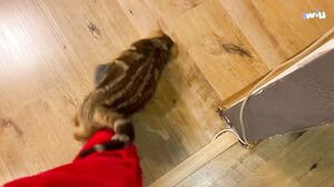 YanMachel - My Husband Will Fuck a Beautiful Student in Our House on the Couch Without Taking Off His Pants