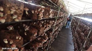 A pure and pretty woman who has grown up and become surprisingly cute since showing her face “that thing” ◯◯ I took her into the mountains and creampied her in the open without asking her to! This woman feels good no matter how many times I fuck her