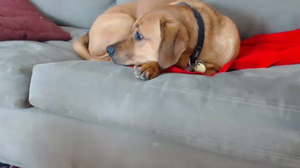 charlotte1996201710250202_cb