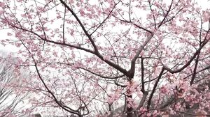 First shooting/face showing! A current ◯woman◯ college beauty who attends a national university and works at a cafe has black hair and is modest, but she actually has a strong sexual desire! She cums twice in a row while being covered in a neat gap, shame