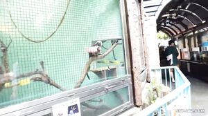 First Time On Camera! Beautiful, Japanese Teen Gets Continuously Creampied For Cash