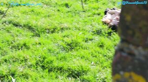 Goodegirl75 - Spying On The Farmers Daughter as she fingers herself in a public field (Voyeur) - Hannah Goode