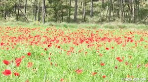 Linda del Sol - La primavera la sangre altera (Masturbandome entre amapolas)