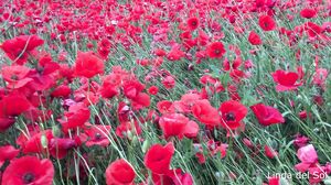 Linda del Sol - Masturbation between poppies