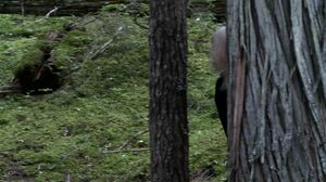 Bree Daniels - BareMaidens - The Green Forest