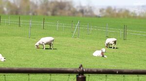 LCW-046 When it comes to sex, it’s definitely the local married women! VOL.46