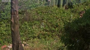 Babe Stare - Lesbians have a picnic and it gets steamy, a man joins them as they start to get frisky