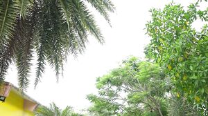 REBD-925 Minamo5 Hidamari Velvet・MINAMO