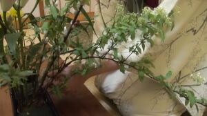 VSED-264 Secret Affairs at the Flower Arrangement Class