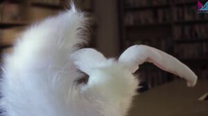 H-005 Complete 5 MIHARU Haruki Yukimura