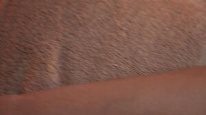 JoyBear - Marica Chanelle - Hard Pushed