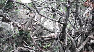 freckledRED - Risky Public Dildo Fuck In A Furry Onsie freckledRED