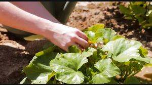 red head lesbian in the garden