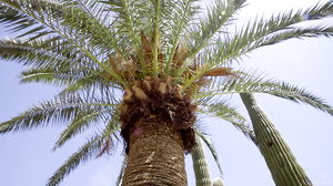 Charlotte Stokely - Odette Delacroix