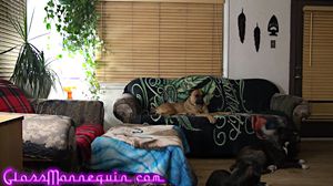 Sweet Cuban Pussy Filled With Roommate's Old Cock