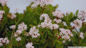 Alba De Silva And Marie Clarence Theres Always Place Fo