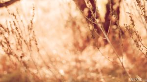 Angel Sway Mediterranean Dreams