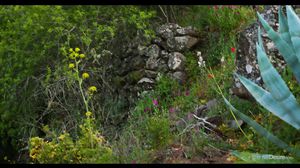 Eternal Desire - Alice Shea Cremosa