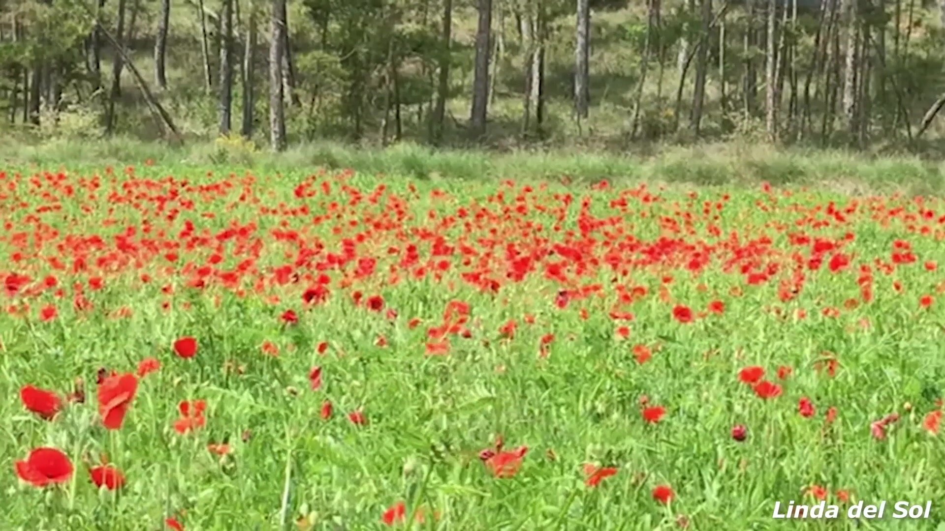 Linda del Sol - La primavera la sangre altera (Masturbandome entre amapolas)