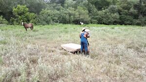 Baree Swamp - Poppi 03 - Southernbullryder In Ranch-3